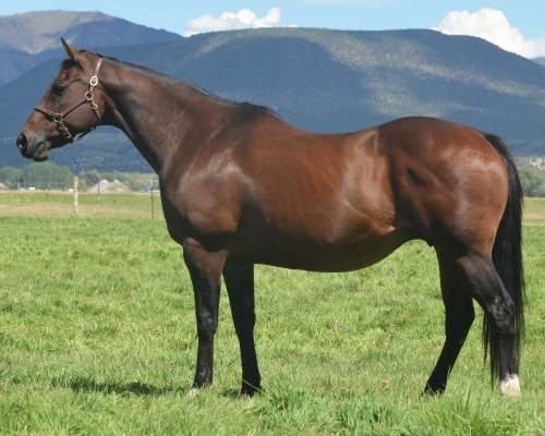 Nemosclassychick Broodmare