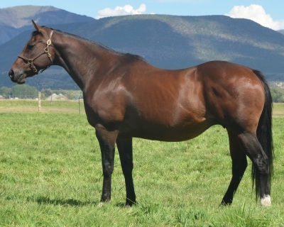 Nemosclassychick Broodmare