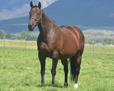 Nemosclassychick Broodmare - 2