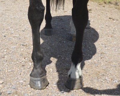 Nemosclassychick Broodmare - 5