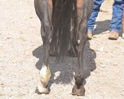 Nemosclassychick Broodmare - 6
