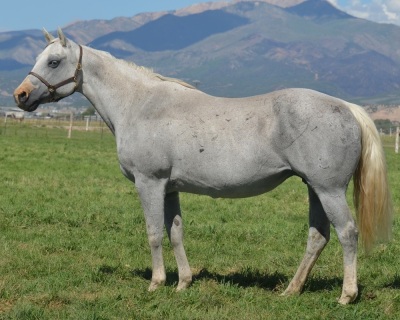 Cash Talks Baby Doll Broodmare