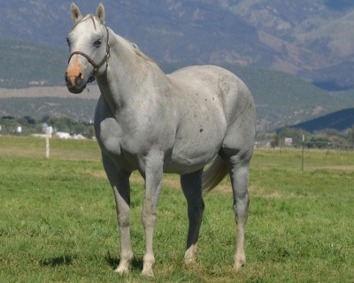 Cash Talks Baby Doll Broodmare - 2
