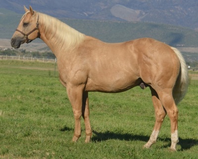 Okies Del Cielo Weanling Colt - 5