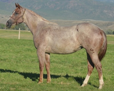 The Nitro Dutchess Yearling Mare