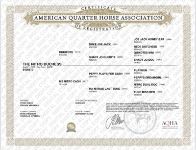 The Nitro Dutchess Yearling Mare - 2