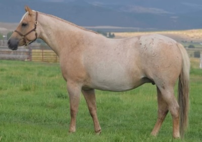 RT Sheez Hott Weanling Filly - 5
