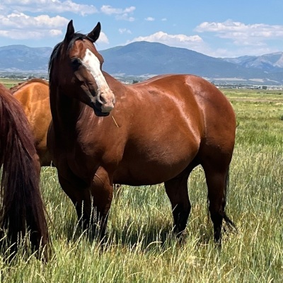 RT Kila Weanling Filly - 5