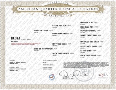 RT Kila Weanling Filly - 3