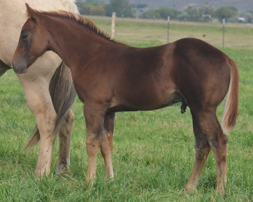 Registration Pending Weanling Colt