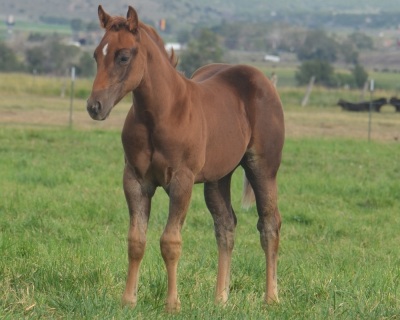 Registration Pending Weanling Colt - 2