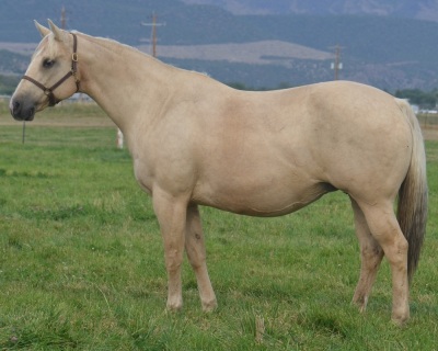 Registration Pending Weanling Colt - 3
