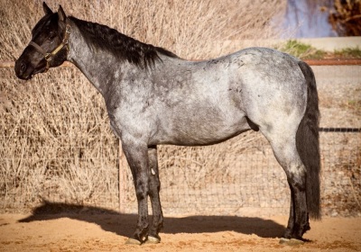Registration Pending Weanling Colt - 4