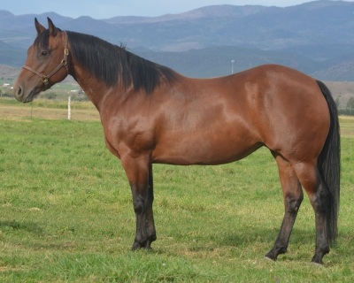 Sensation Starlight Broodmare
