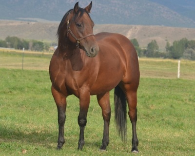 Sensation Starlight Broodmare - 2