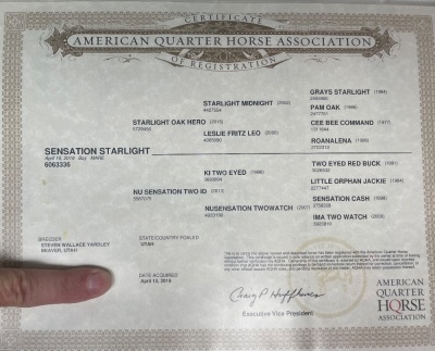 Sensation Starlight Broodmare - 3