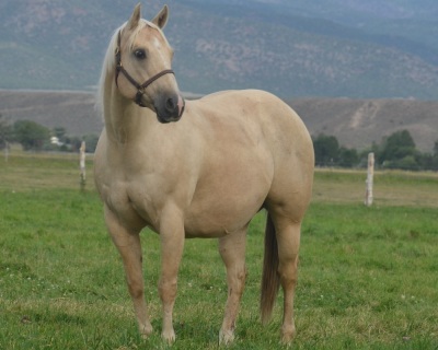 Candy Joe Jack Broodmare/Riding Horse - 2