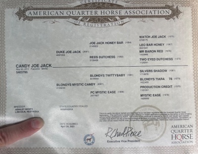Candy Joe Jack Broodmare/Riding Horse - 3