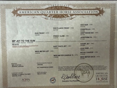 RT A Tru Stingtray Weanling Filly - 9