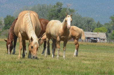 Cool Metallic Jewel Weanling Filly - 8