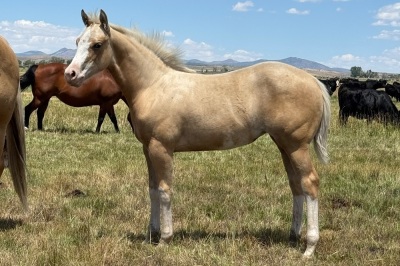 Cool Metallic Jewel Weanling Filly - 9