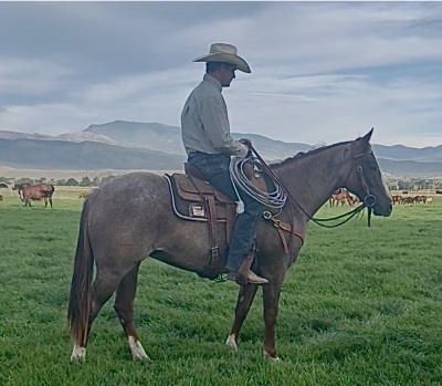 Autumn Smart Catt 2 Year Old Mare - 4